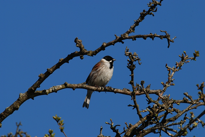 Reed bunting male - A.JPG - Reed bunting, male - Gloucestershire